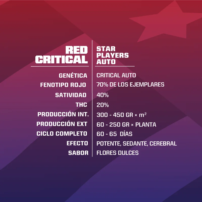 Sementes de Cannabis Automáticas Red Critical Auto | BSF Seeds Brasil | Compre Agora