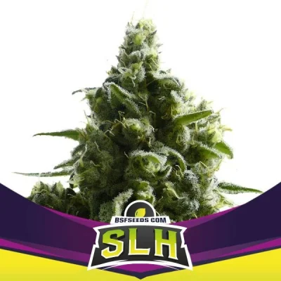 Sementes de Maconha Feminizadas Super Lemon Haze | BSF Seeds Brasil