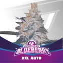 Sementes de Cannabis Automáticas Blueberry XXL Auto | BSF Seeds Brasil | Compre Agora