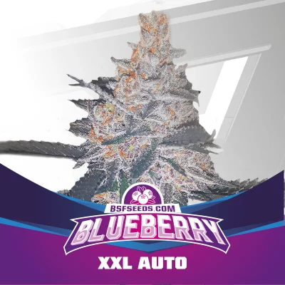 Sementes de Cannabis Automáticas Blueberry XXL Auto | BSF Seeds Brasil | Compre Agora