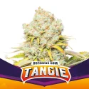 Sementes de Maconha Feminizadas Tangie | BSF Seeds Brasil