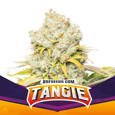 Sementes de Maconha Feminizadas Tangie | BSF Seeds Brasil