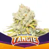 Tangie|BSF Seeds Brasil