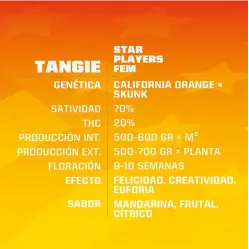 Tangie|BSF Seeds Brasil