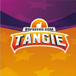 Tangie|BSF Seeds Brasil