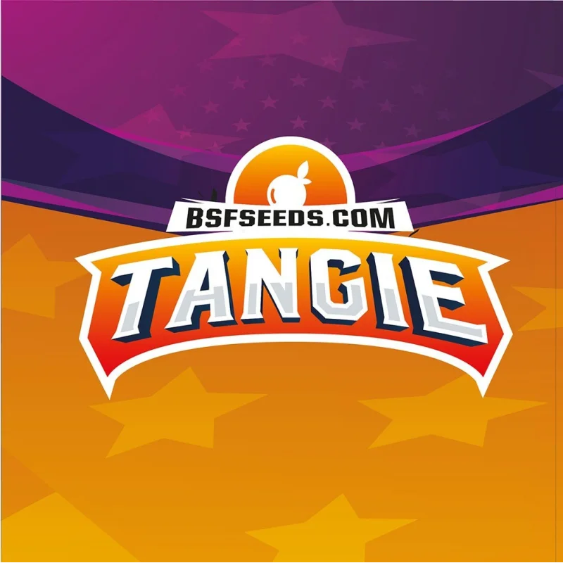Sementes de Maconha Feminizadas Tangie | BSF Seeds Brasil