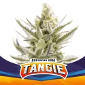 Sementes de Cannabis Automáticas Tangie XXL Auto | BSF Seeds Brasil | Compre Agora