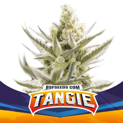 Sementes de Cannabis Automáticas Tangie XXL Auto | BSF Seeds Brasil | Compre Agora