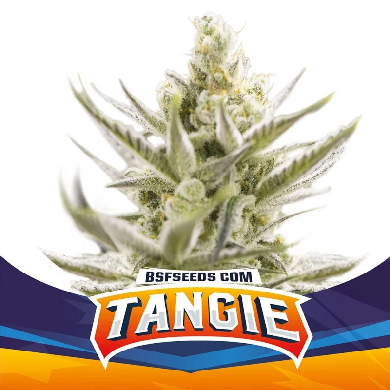 Sementes de Cannabis Automáticas Tangie XXL Auto | BSF Seeds Brasil | Compre Agora