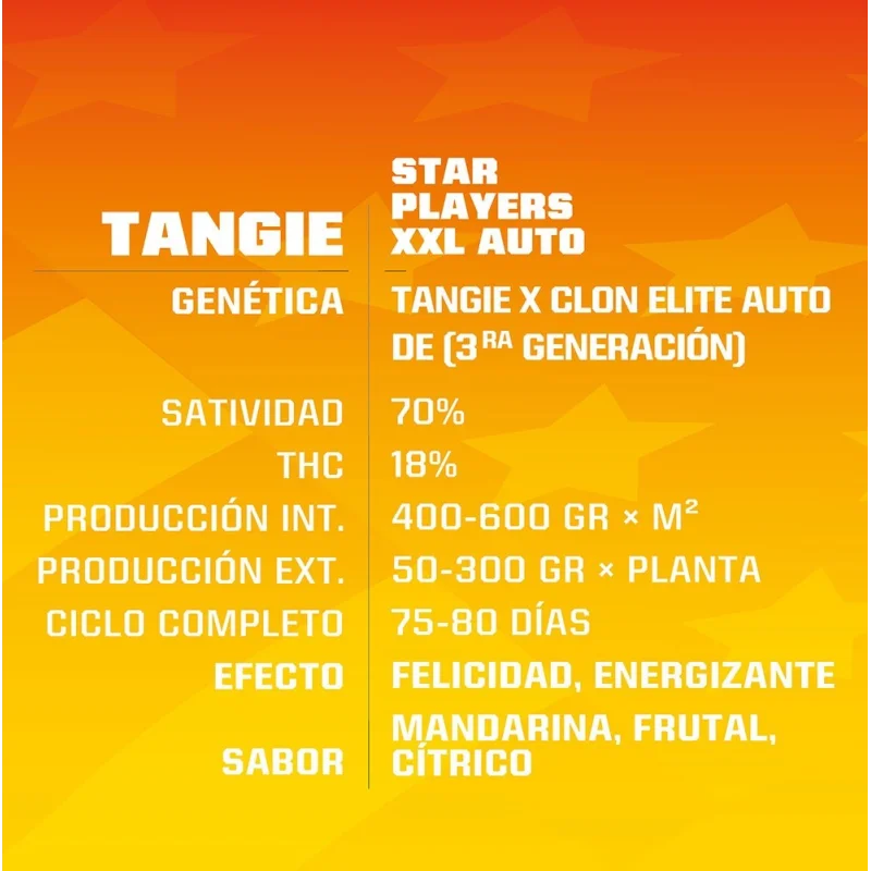 Sementes de Cannabis Automáticas Tangie XXL Auto | BSF Seeds Brasil | Compre Agora