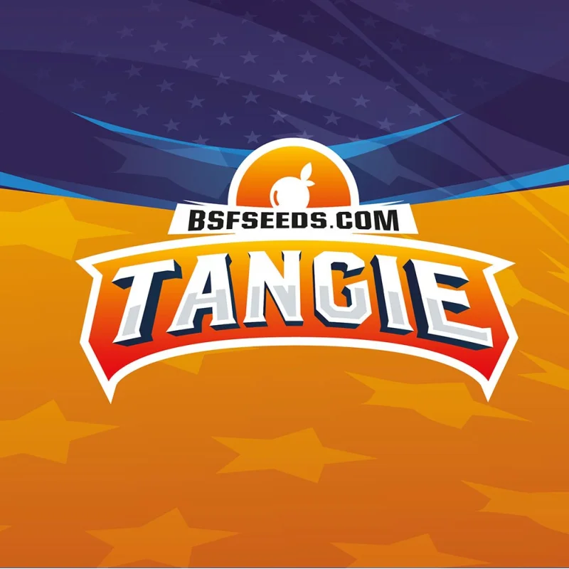 Sementes de Cannabis Automáticas Tangie XXL Auto | BSF Seeds Brasil | Compre Agora