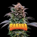 Sementes de Maconha Feminizadas Gorilla Banana Feminized | BSF Seeds Brasil