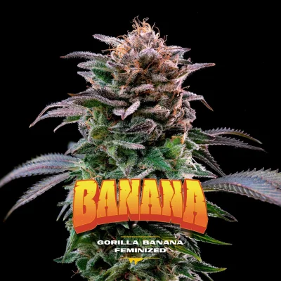 Sementes de Maconha Feminizadas Gorilla Banana Feminized | BSF Seeds Brasil