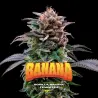 Gorilla Banana Feminized|BSF Seeds Brasil