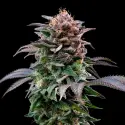 Gorilla Banana Feminized|BSF Seeds Brasil