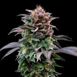 Gorilla Banana Feminized|BSF Seeds Brasil