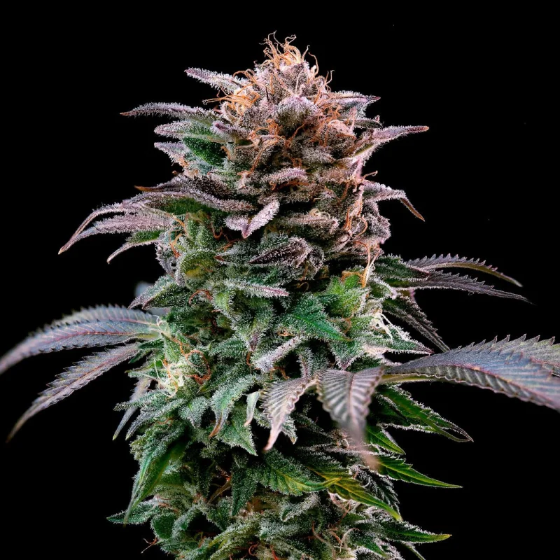 Sementes de Maconha Feminizadas Gorilla Banana Feminized | BSF Seeds Brasil