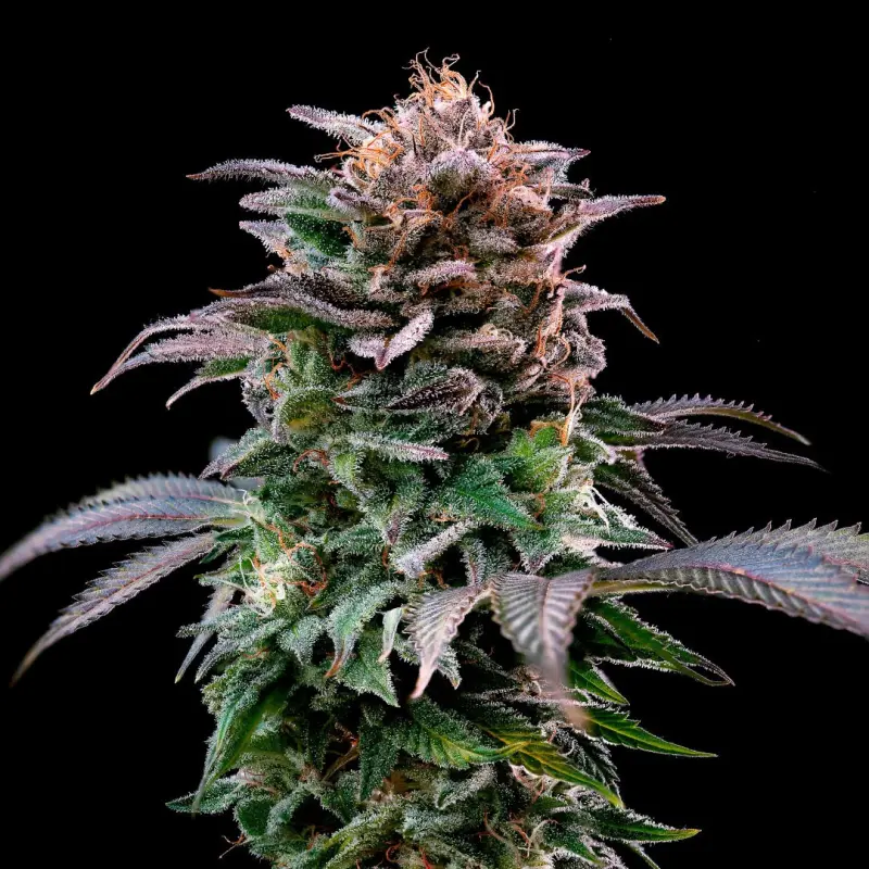 Gorilla Banana Feminized|BSF Seeds Brasil
