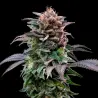 Gorilla Banana Feminized|BSF Seeds Brasil