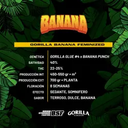 Gorilla Banana Feminized|BSF Seeds Brasil