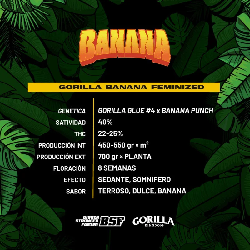 Sementes de Maconha Feminizadas Gorilla Banana Feminized | BSF Seeds Brasil