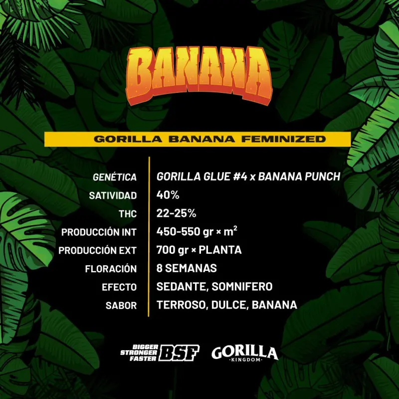 Gorilla Banana Feminized|BSF Seeds Brasil