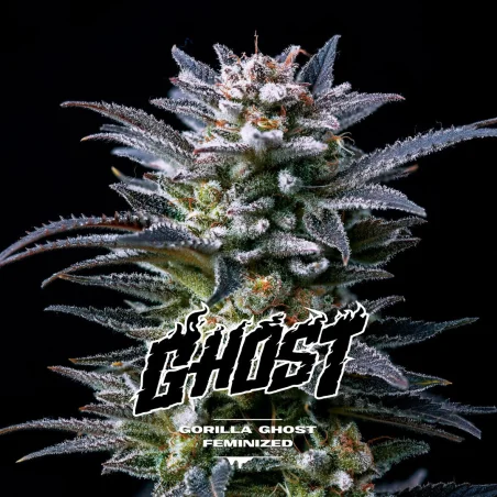 Sementes de Maconha Feminizadas Gorilla Ghost Feminized | BSF Seeds Brasil