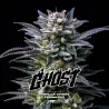 Gorilla Ghost Feminized|BSF Seeds Brasil