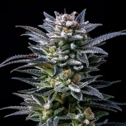 Gorilla Ghost Feminized|BSF Seeds Brasil