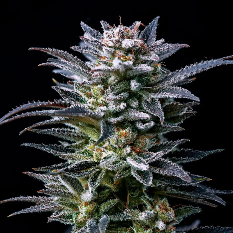 Sementes de Maconha Feminizadas Gorilla Ghost Feminized | BSF Seeds Brasil