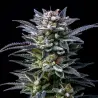 Gorilla Ghost Feminized|BSF Seeds Brasil