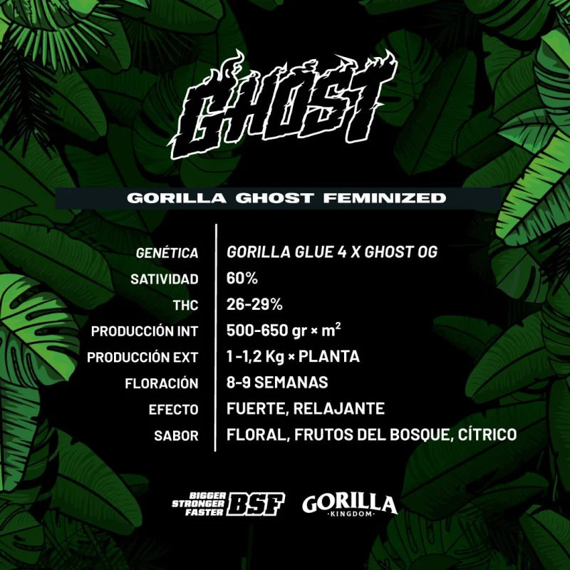 Sementes de Maconha Feminizadas Gorilla Ghost Feminized | BSF Seeds Brasil