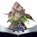 Sementes de Maconha Feminizadas Critical +2 | BSF Seeds Brasil
