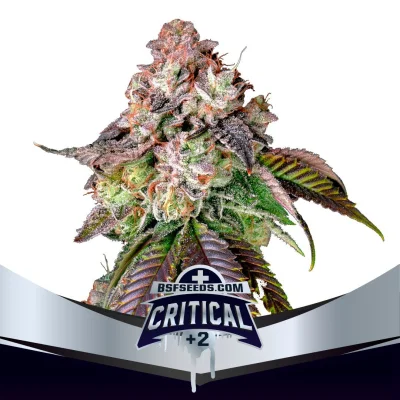 Sementes de Maconha Feminizadas Critical +2 | BSF Seeds Brasil
