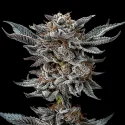 Sementes de Maconha Feminizadas Gorilla Glue 4 Feminized | BSF Seeds Brasil