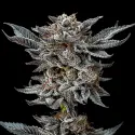 Gorilla Glue 4 Feminized|BSF Seeds Brasil