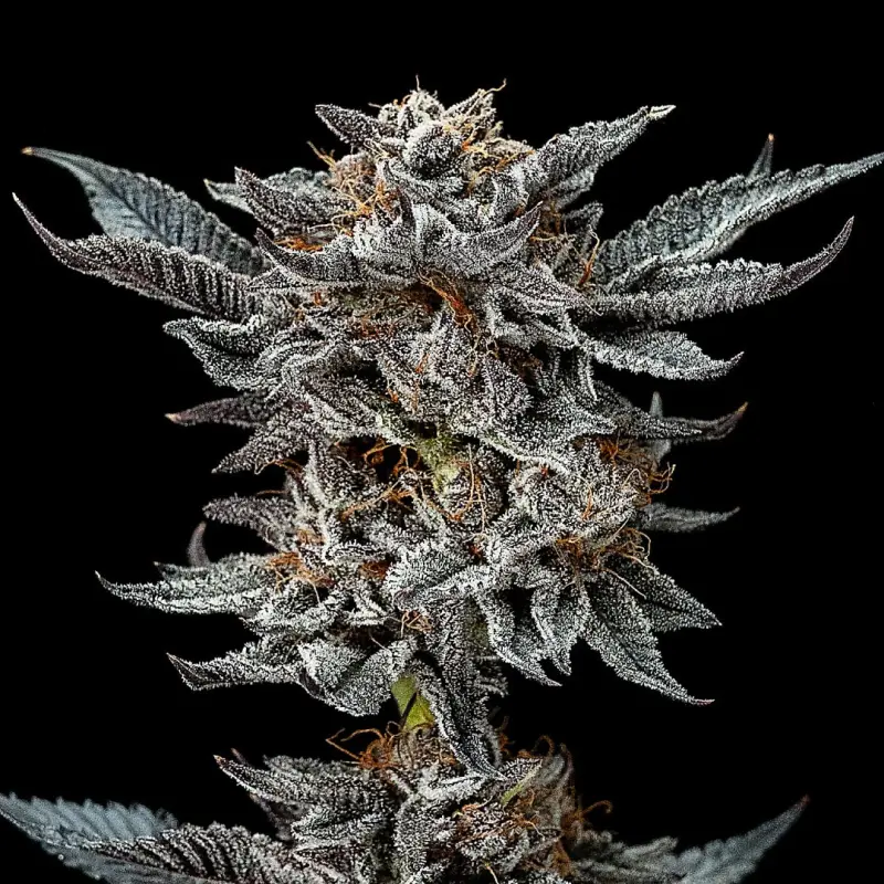 Gorilla Glue 4 Feminized|BSF Seeds Brasil