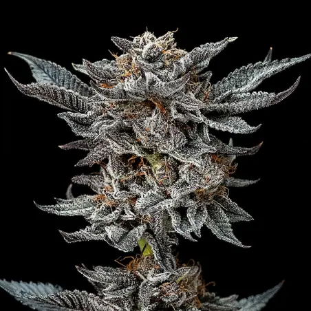 Gorilla Glue 4 Feminized|BSF Seeds Brasil