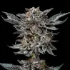 Gorilla Glue 4 Feminized|BSF Seeds Brasil