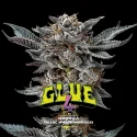 Sementes de Maconha Feminizadas Gorilla Glue 4 Feminized | BSF Seeds Brasil
