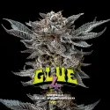 Gorilla Glue 4 Feminized|BSF Seeds Brasil