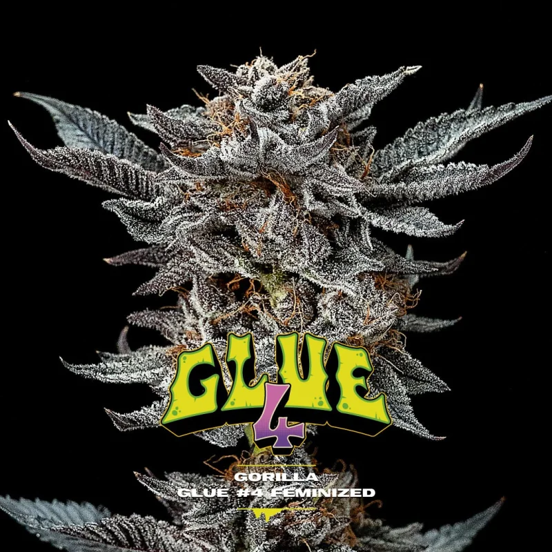 Sementes de Maconha Feminizadas Gorilla Glue 4 Feminized | BSF Seeds Brasil