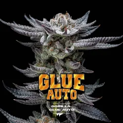 Sementes de Cannabis Automáticas Gorilla Glue Auto | BSF Seeds Brasil | Compre Agora