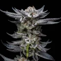 Sementes de Cannabis Automáticas Gorilla Glue Auto | BSF Seeds Brasil | Compre Agora