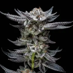 Gorilla Glue Auto|BSF Seeds Brasil