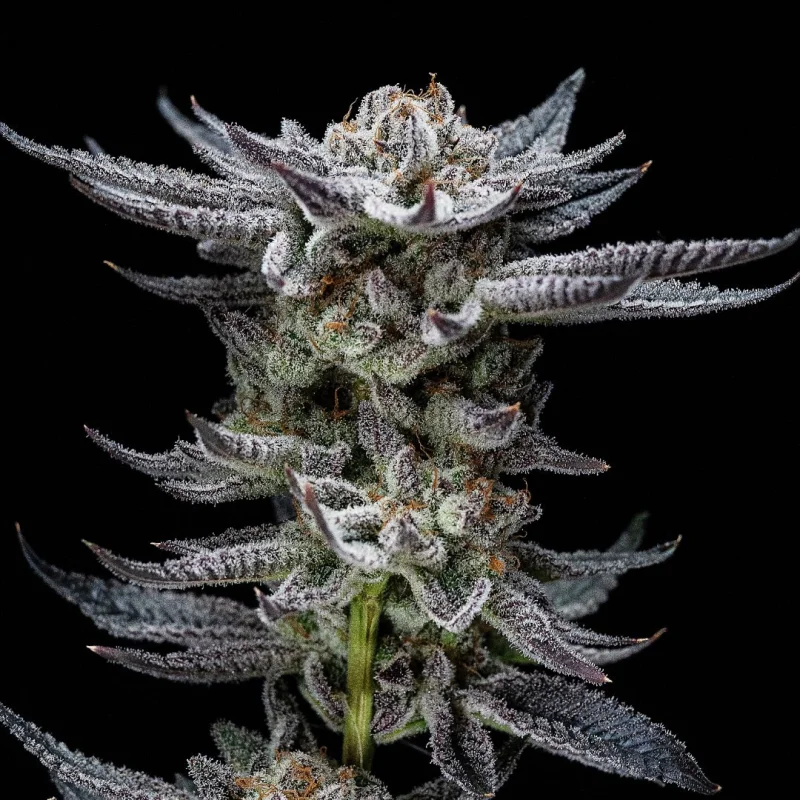 Sementes de Cannabis Automáticas Gorilla Glue Auto | BSF Seeds Brasil | Compre Agora