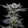 Gorilla Glue Auto|BSF Seeds Brasil