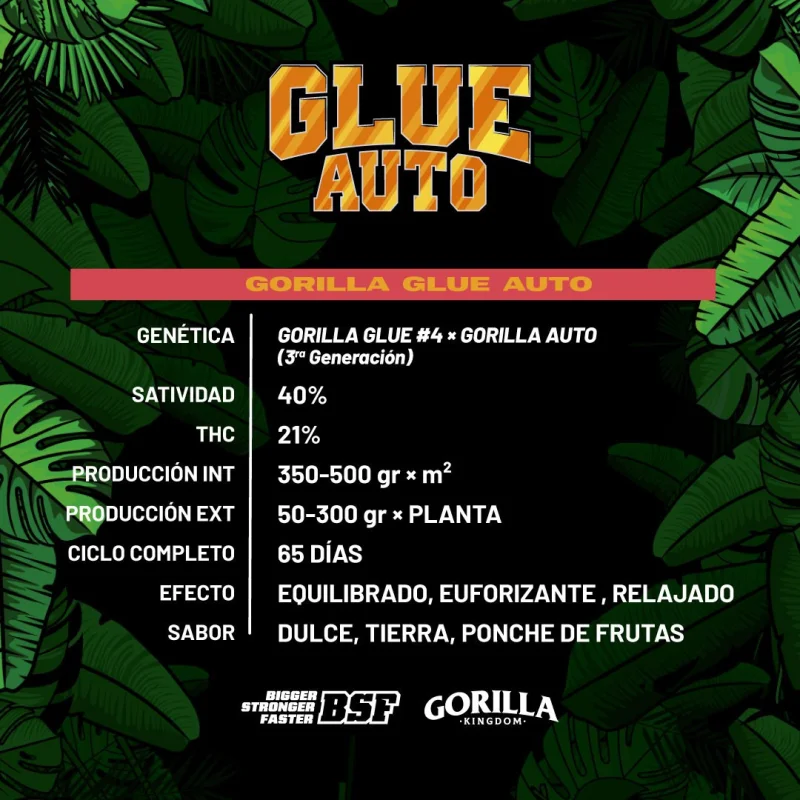 Sementes de Cannabis Automáticas Gorilla Glue Auto | BSF Seeds Brasil | Compre Agora