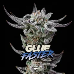 Sementes de Maconha Faster Gorilla Glue Faster| BSF Seeds Brasil