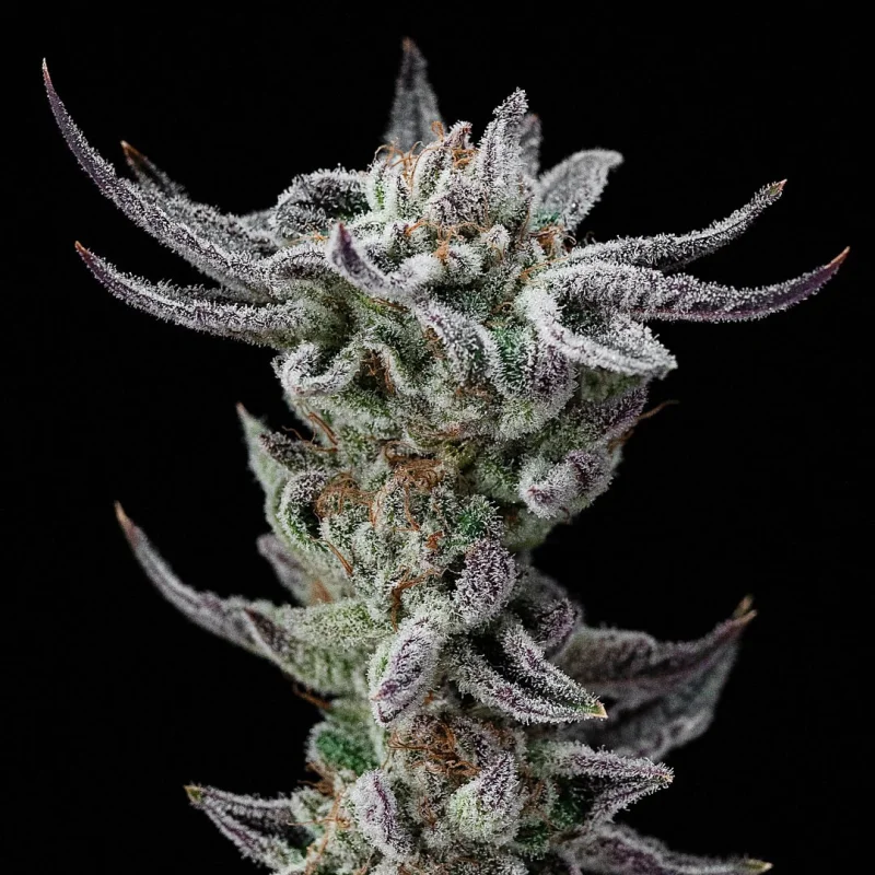 Sementes de Maconha Faster Gorilla Glue Faster| BSF Seeds Brasil